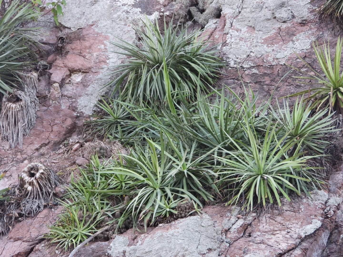 Agave colimana